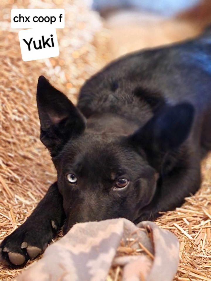 Yuki 2