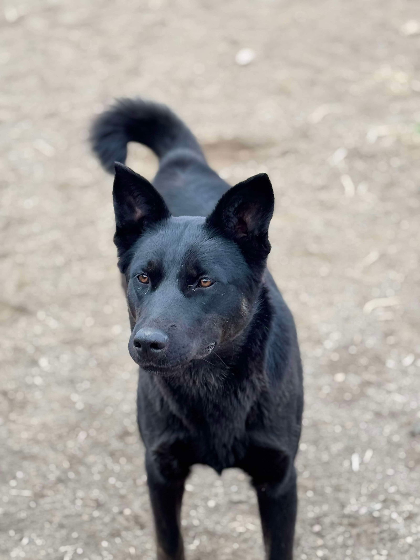 Yang, an adoptable German Shepherd Dog, Australian Cattle Dog / Blue Heeler in Yreka, CA, 96097 | Photo Image 1