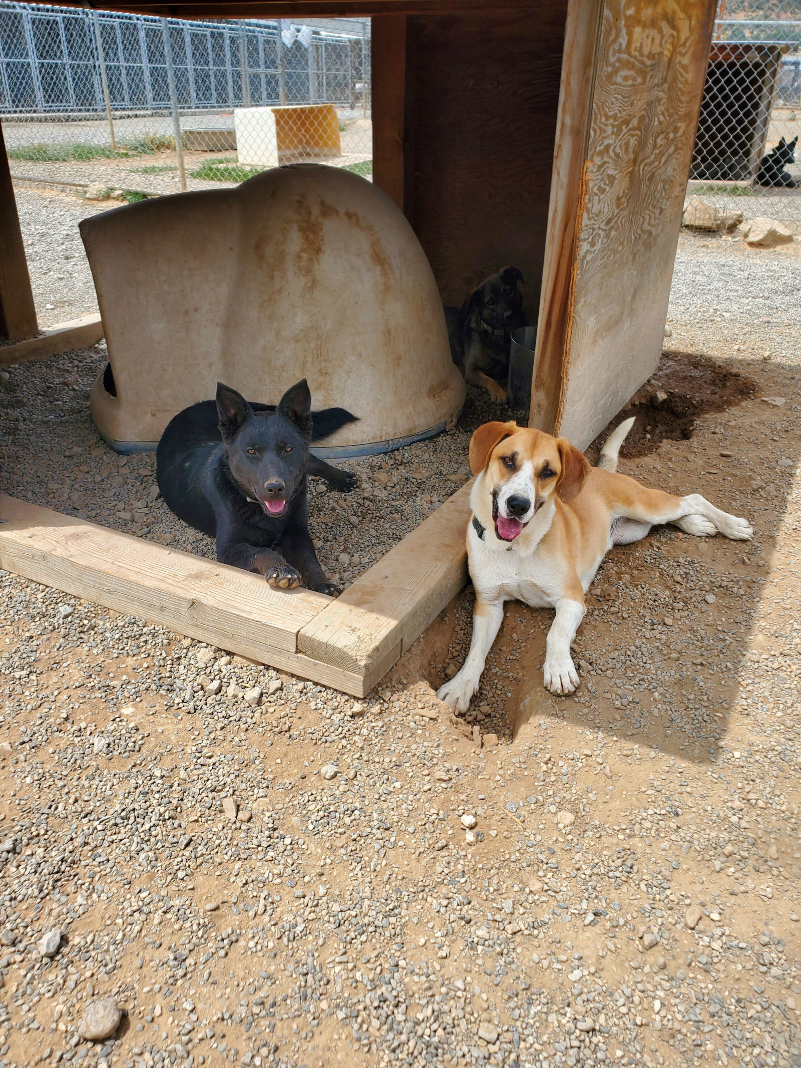 Yang, an adoptable German Shepherd Dog, Australian Cattle Dog / Blue Heeler in Yreka, CA, 96097 | Photo Image 2