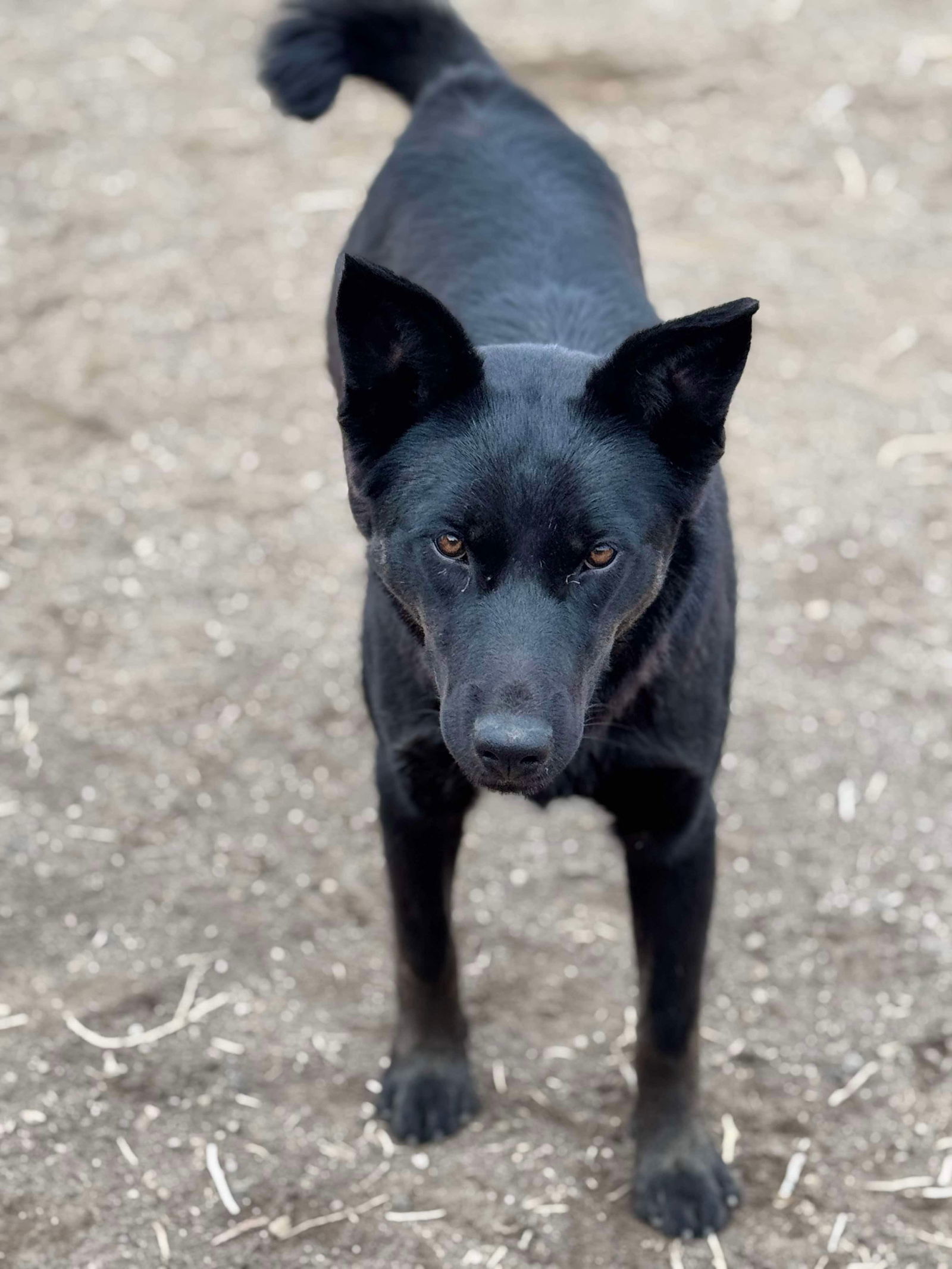 Yang, an adoptable German Shepherd Dog, Australian Cattle Dog / Blue Heeler in Yreka, CA, 96097 | Photo Image 3