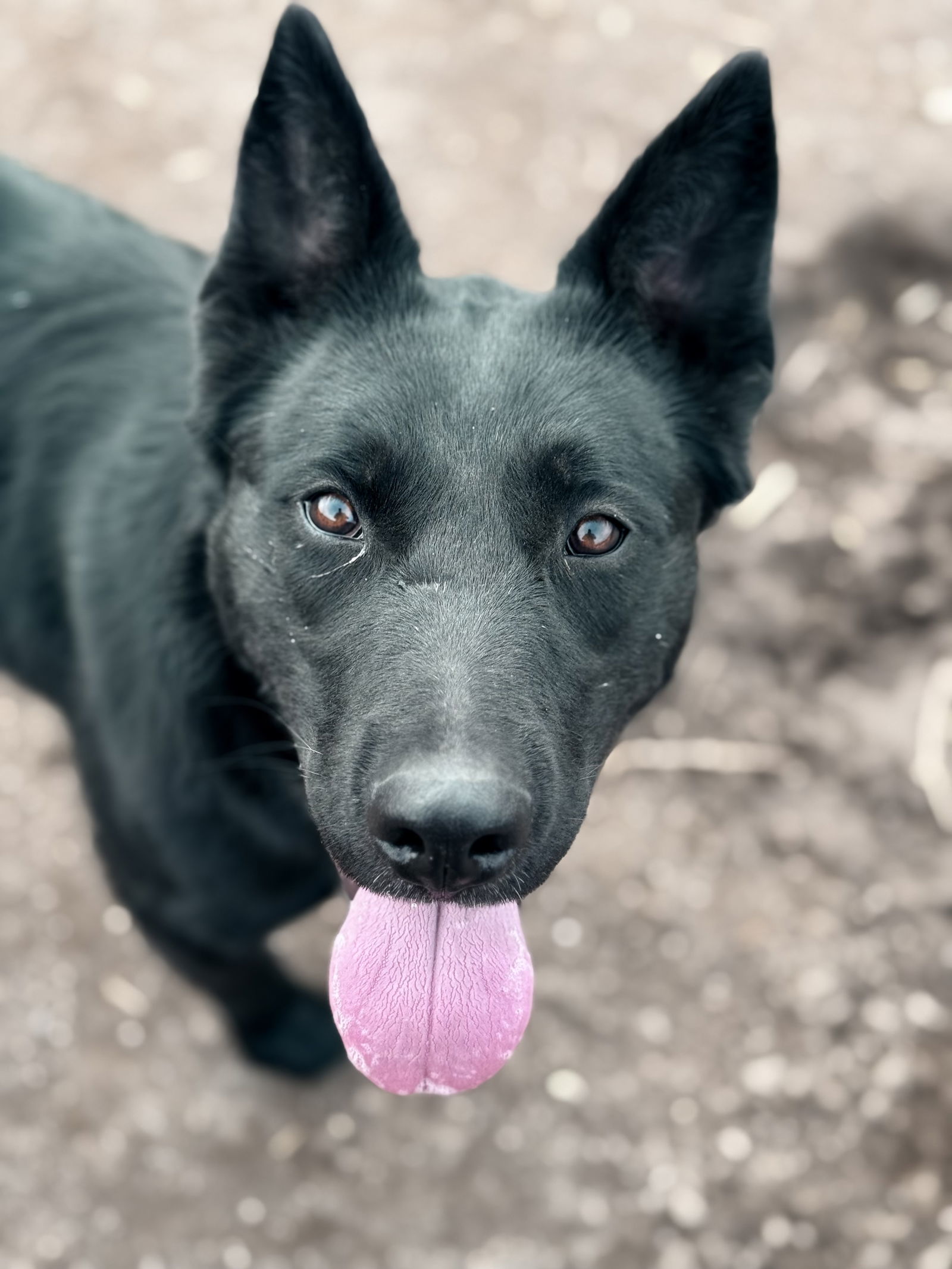 Yachi, an adoptable German Shepherd Dog, Australian Cattle Dog / Blue Heeler in Yreka, CA, 96097 | Photo Image 1