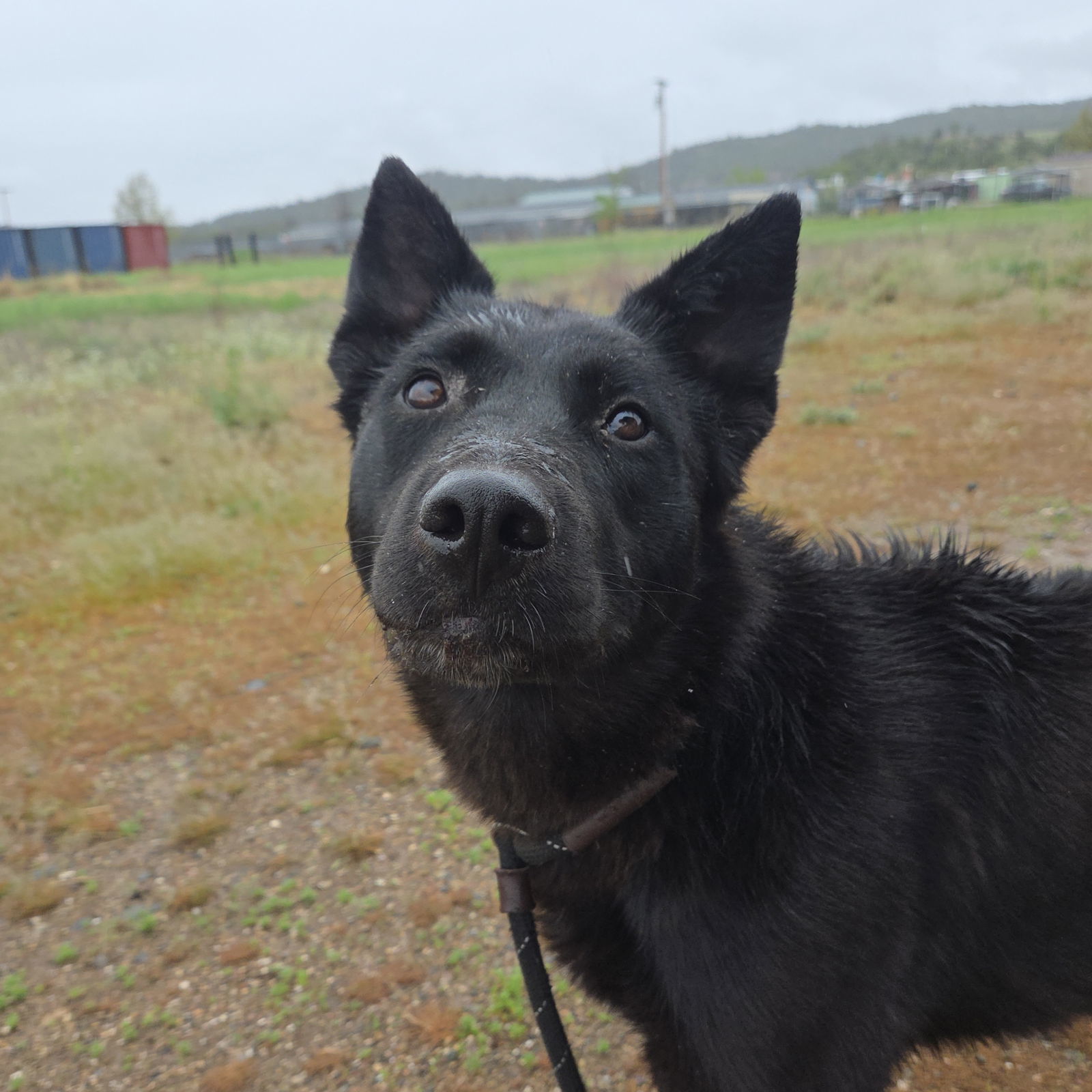 Yachi, an adoptable German Shepherd Dog, Australian Cattle Dog / Blue Heeler in Yreka, CA, 96097 | Photo Image 1
