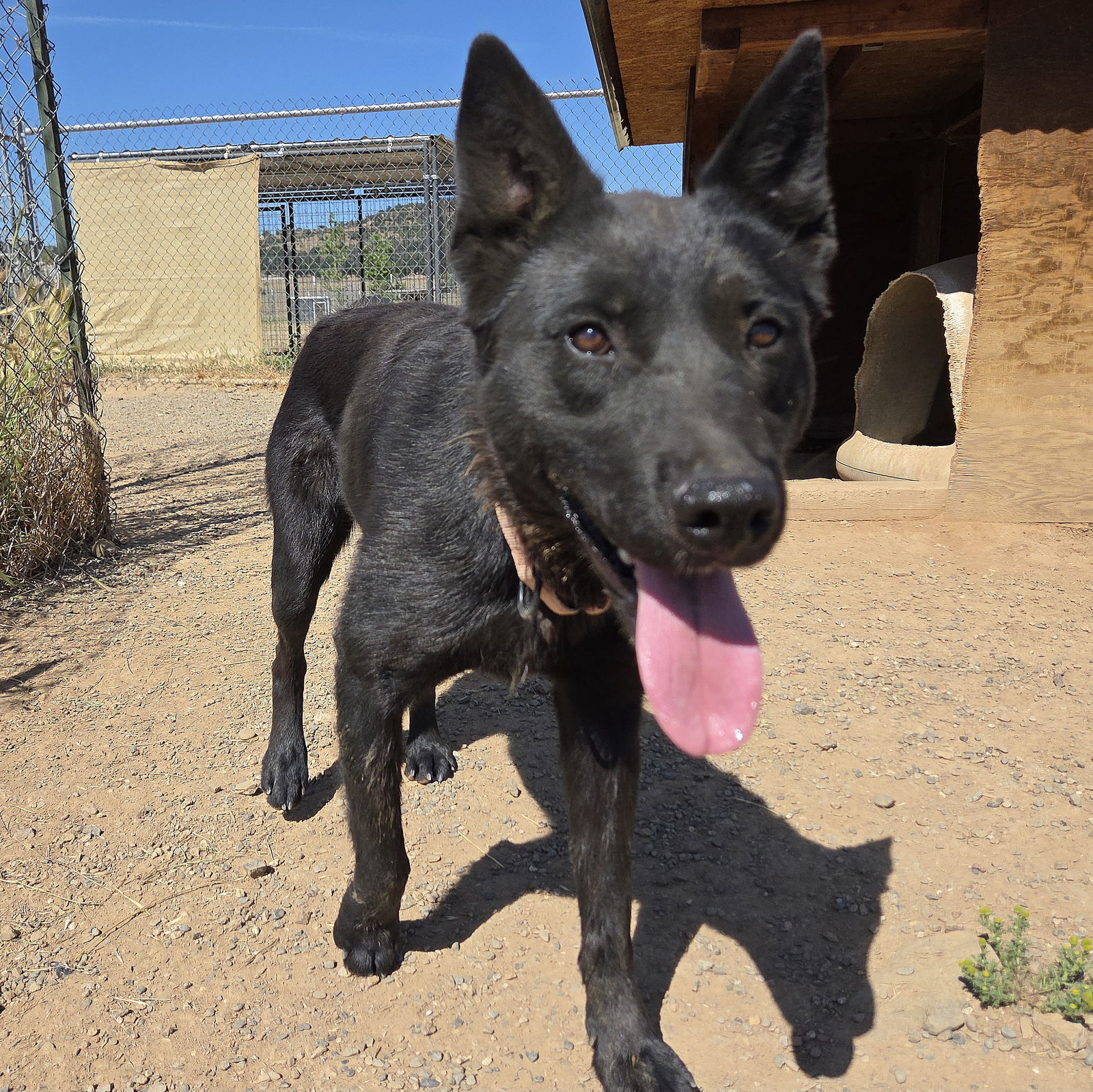 Yachi, an adoptable German Shepherd Dog, Australian Cattle Dog / Blue Heeler in Yreka, CA, 96097 | Photo Image 1