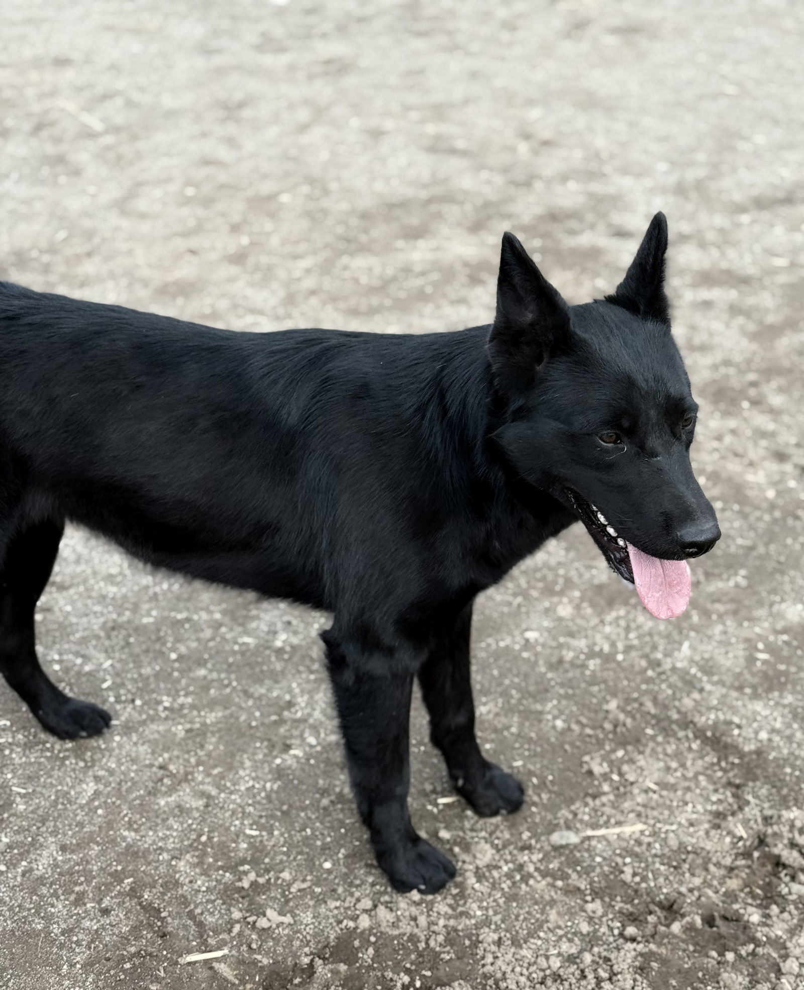 Yachi, an adoptable German Shepherd Dog, Australian Cattle Dog / Blue Heeler in Yreka, CA, 96097 | Photo Image 2