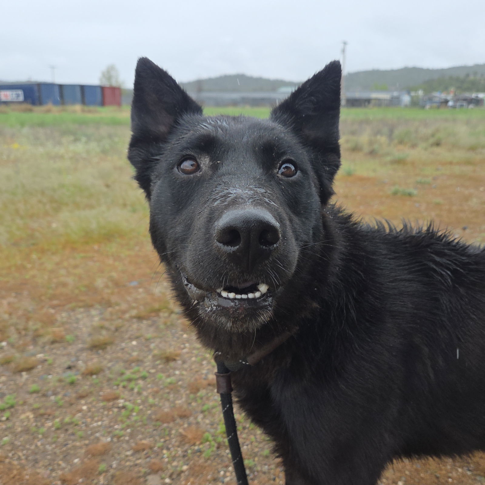 Yachi, an adoptable German Shepherd Dog, Australian Cattle Dog / Blue Heeler in Yreka, CA, 96097 | Photo Image 2
