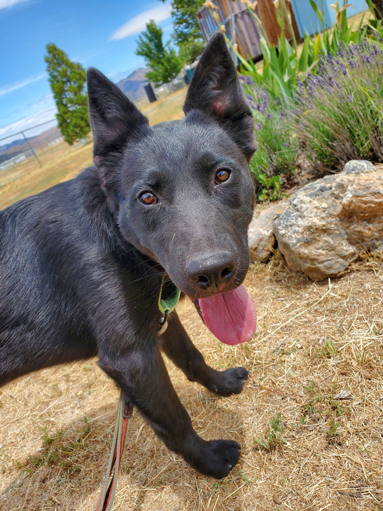 Yachi, an adoptable German Shepherd Dog, Australian Cattle Dog / Blue Heeler in Yreka, CA, 96097 | Photo Image 3