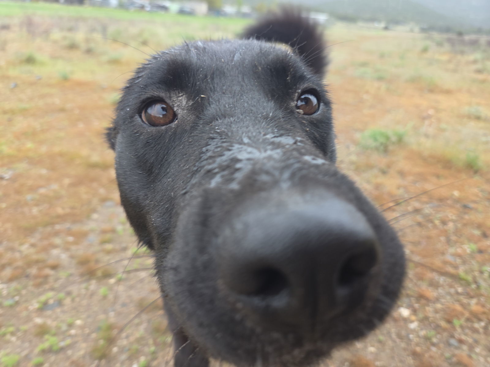 Yachi, an adoptable German Shepherd Dog, Australian Cattle Dog / Blue Heeler in Yreka, CA, 96097 | Photo Image 3