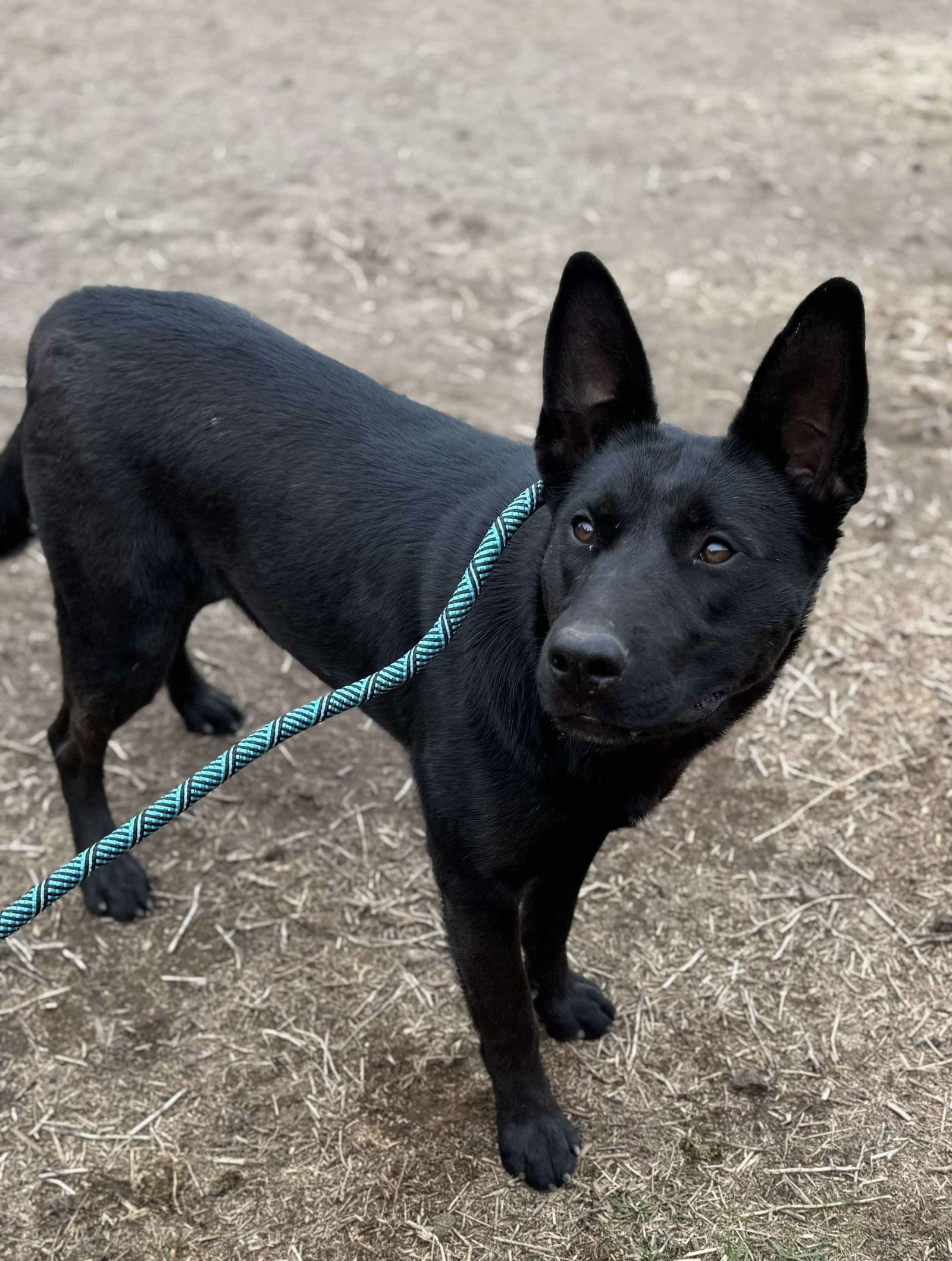 Yani, an adoptable German Shepherd Dog, Australian Cattle Dog / Blue Heeler in Yreka, CA, 96097 | Photo Image 1