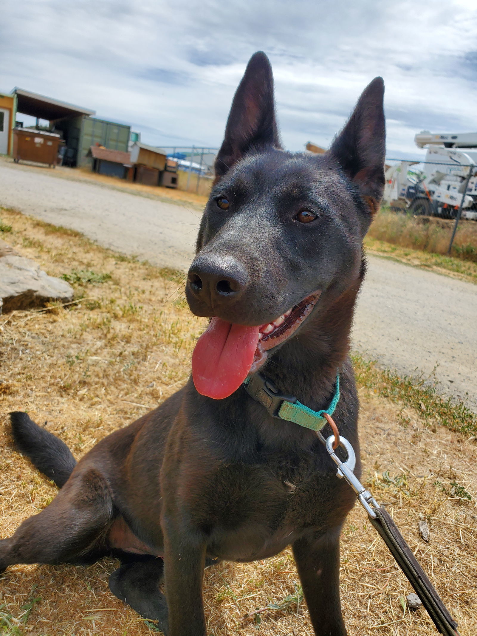 Yani, an adoptable German Shepherd Dog, Australian Cattle Dog / Blue Heeler in Yreka, CA, 96097 | Photo Image 2