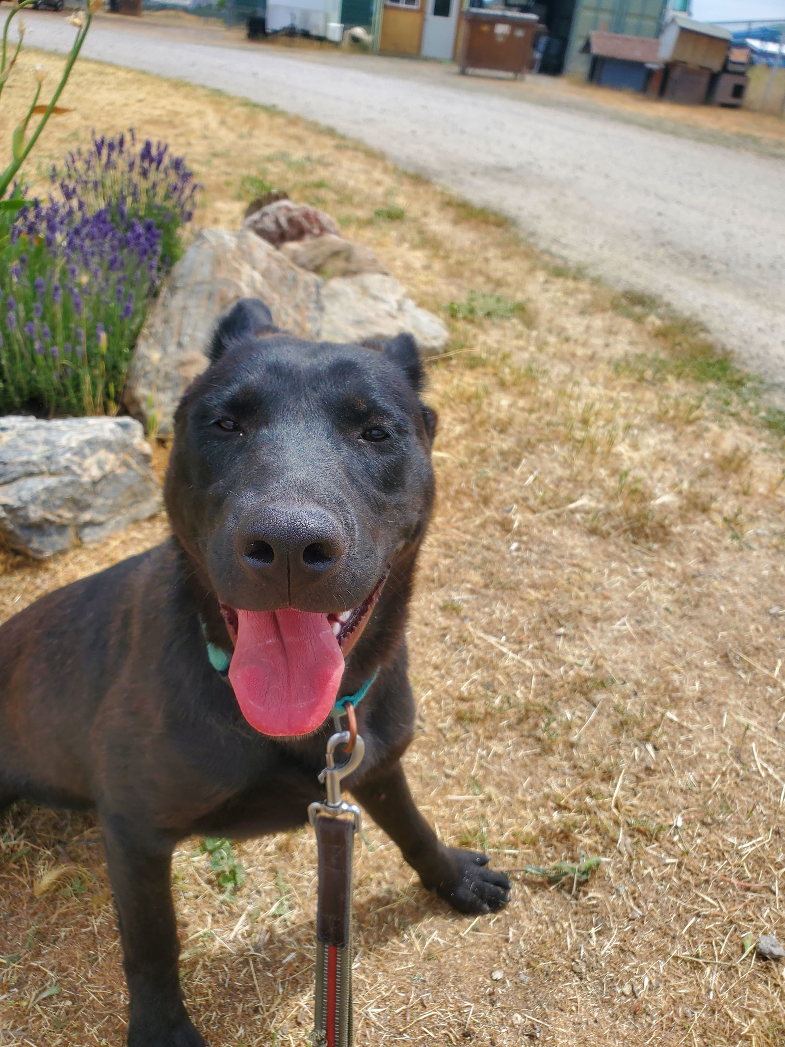 Yani, an adoptable German Shepherd Dog, Australian Cattle Dog / Blue Heeler in Yreka, CA, 96097 | Photo Image 3