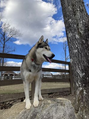 Aspen $100 adoption fee ALL DOGS Siberian Husky Dog