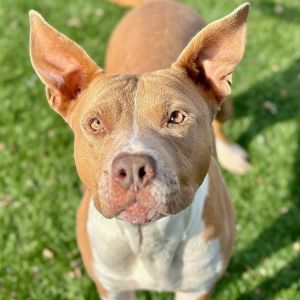 PERSONALITY sweet social BREED pit mix AGE  3-4 years WEIGHT 60lbs Rescued 