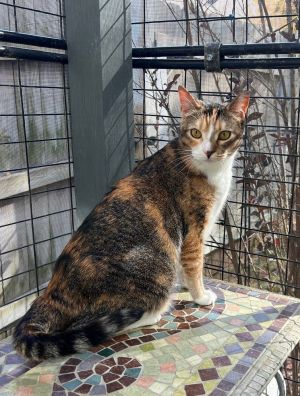 RescueCats IncA supporter of RescueCats has offered to pay 5000 of her adoption fee for an appro