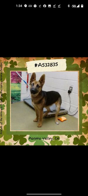 Meet Petite Girl Always wanted a shepherd but they are too big This girl is a gorgeous shep who i