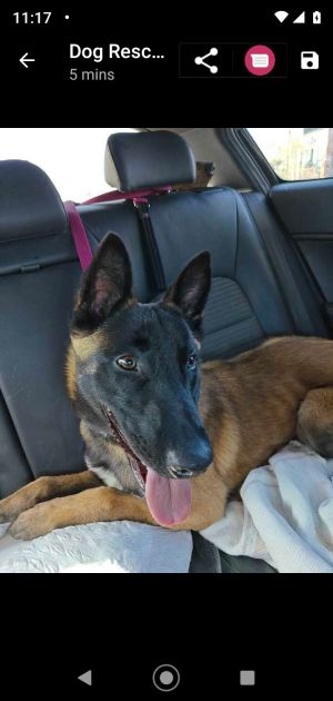 Victor is a stunning Belgian malinois He is super friendly and playful He is great with people and