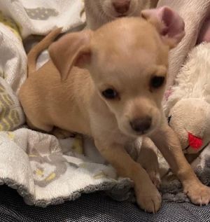 Puppy Lancelot - Las Vegas Chihuahua Dog
