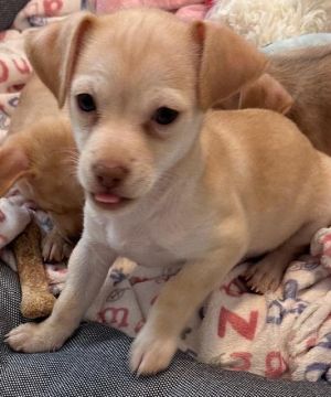 Miss Juliet had 3 puppies on 22724 They are precious purebred Chihuahuas Born just mere ounces 