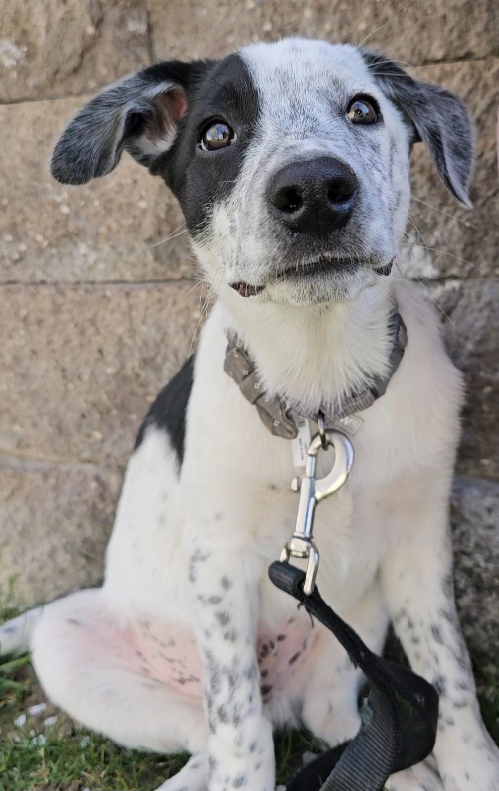 Earl, an adoptable Border Collie in Twin Falls, ID, 83301 | Photo Image 1