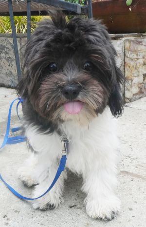 Pingo Pong is a little Havanese whos about 3 years old and 7 pounds Ping Pong was found in the