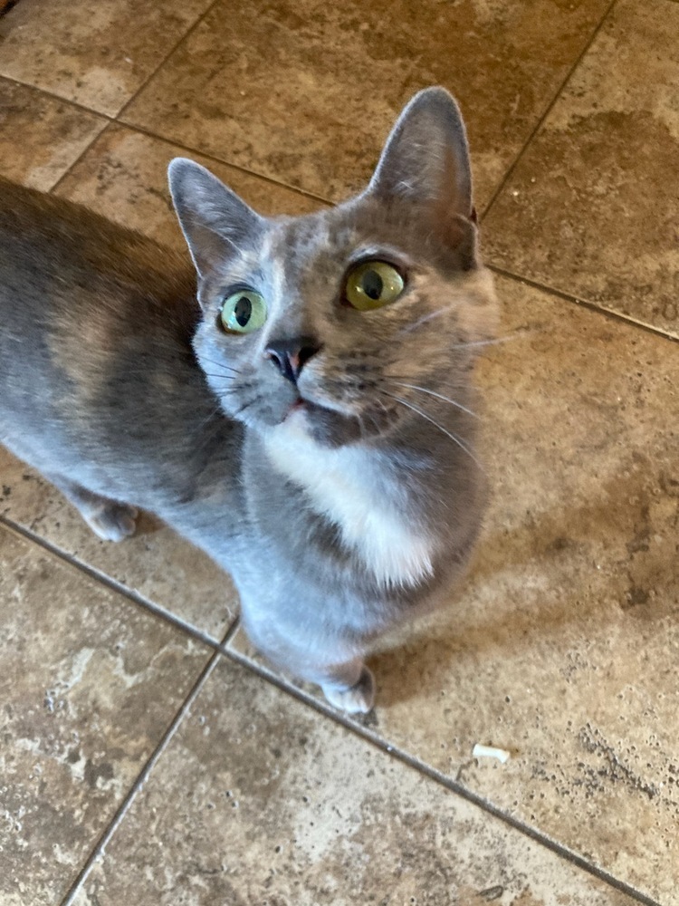 Duchess, an adoptable Domestic Short Hair in Thatcher, AZ, 85552 | Photo Image 1