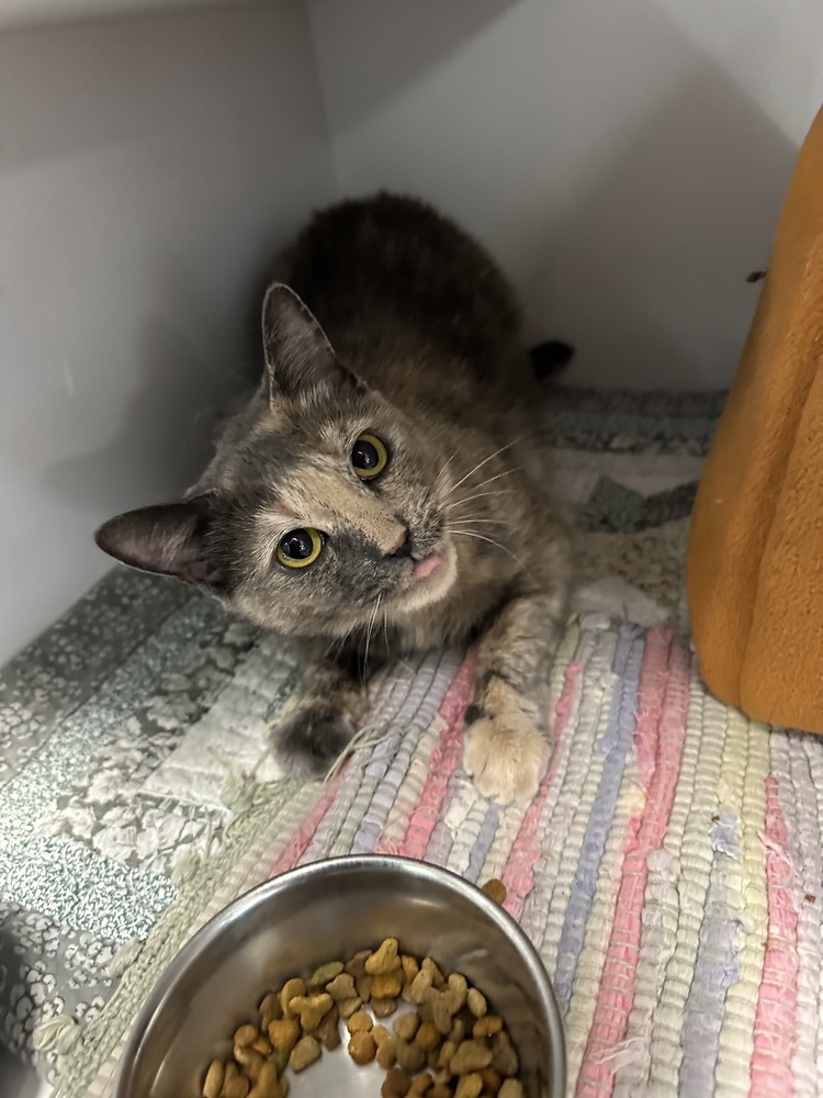 Noodle, an adoptable Domestic Short Hair in Trenton, ME, 04605 | Photo Image 1