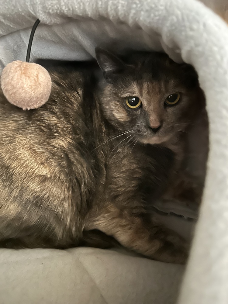 Noodle, an adoptable Domestic Short Hair in Trenton, ME, 04605 | Photo Image 2