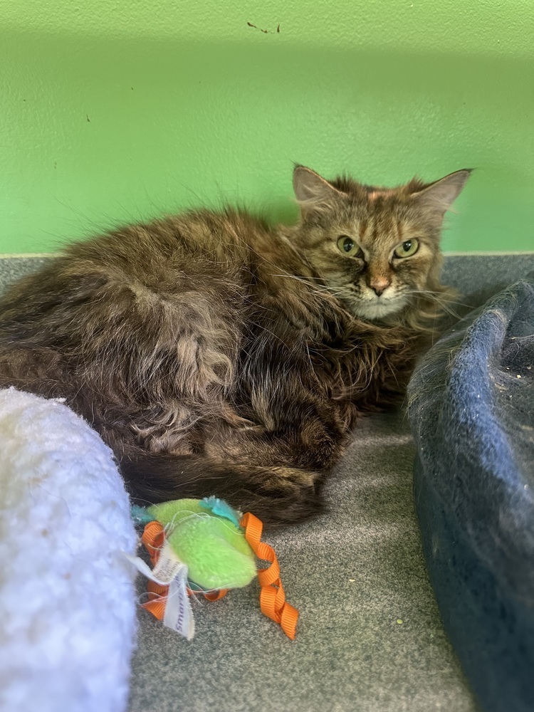 Doodle, an adoptable Domestic Long Hair in Trenton, ME, 04605 | Photo Image 1