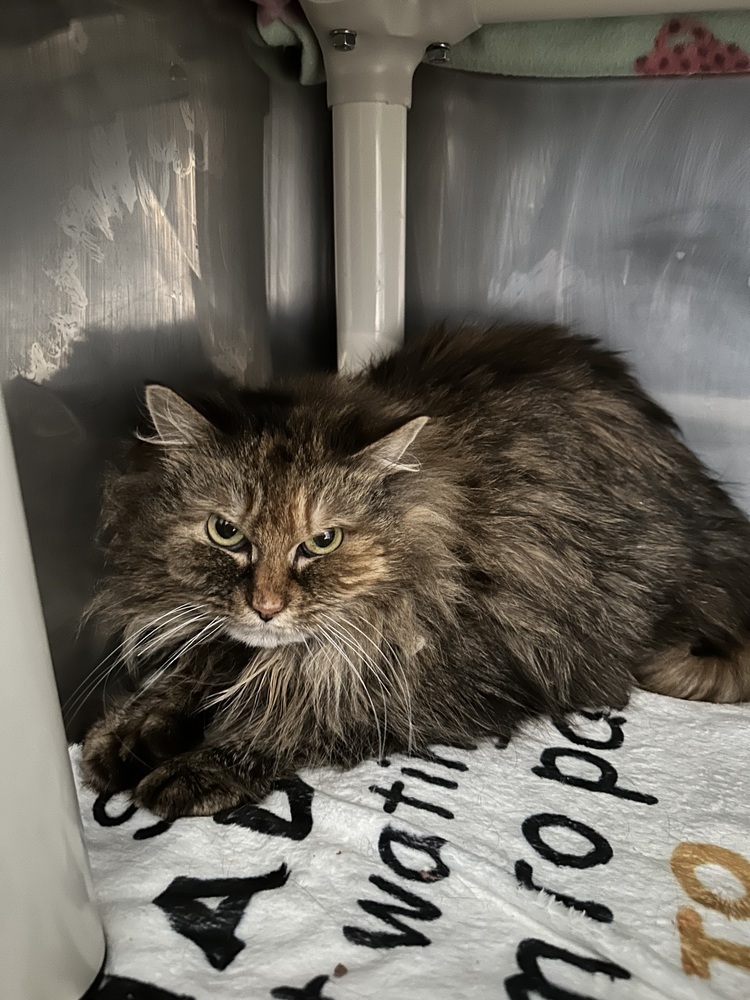 Doodle, an adoptable Domestic Long Hair in Trenton, ME, 04605 | Photo Image 2