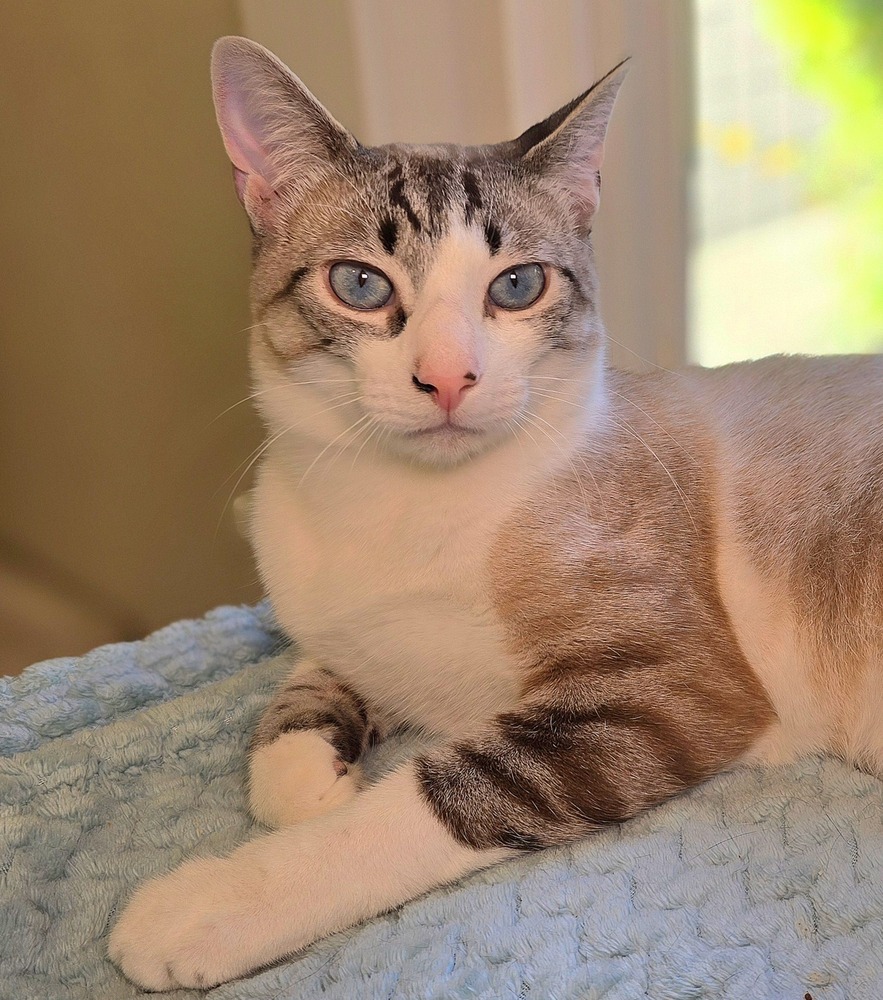 Sequoia, an adoptable Siamese in Vancouver, WA, 98661 | Photo Image 1