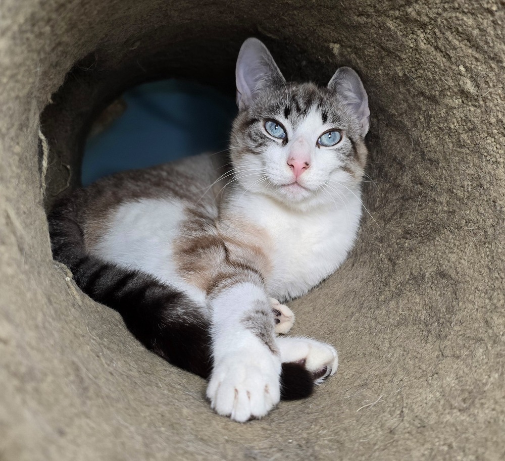 Sequoia, an adoptable Siamese in Vancouver, WA, 98661 | Photo Image 3