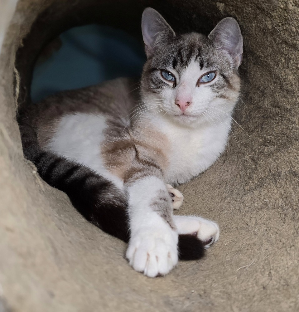 Sequoia, an adoptable Siamese in Vancouver, WA, 98661 | Photo Image 4