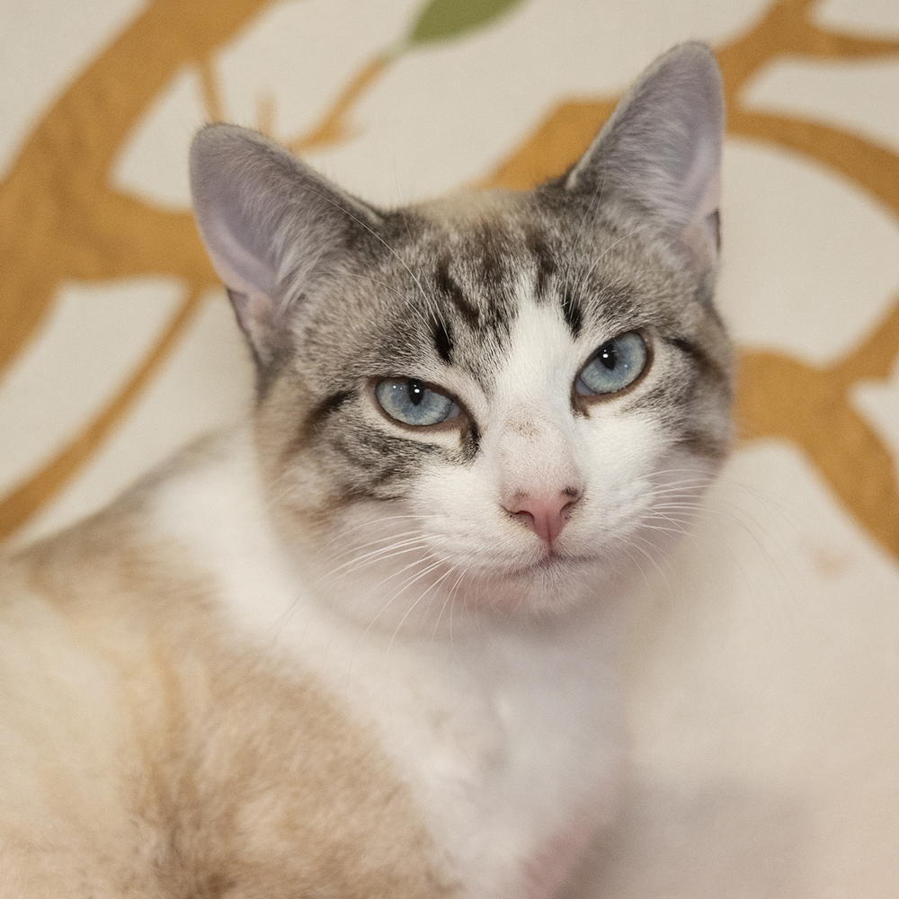 Sequoia, an adoptable Siamese in Vancouver, WA, 98661 | Photo Image 5