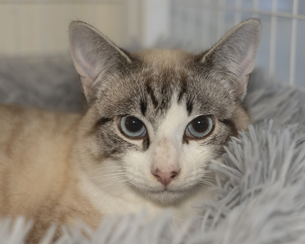 Sequoia, an adoptable Siamese in Vancouver, WA, 98661 | Photo Image 6