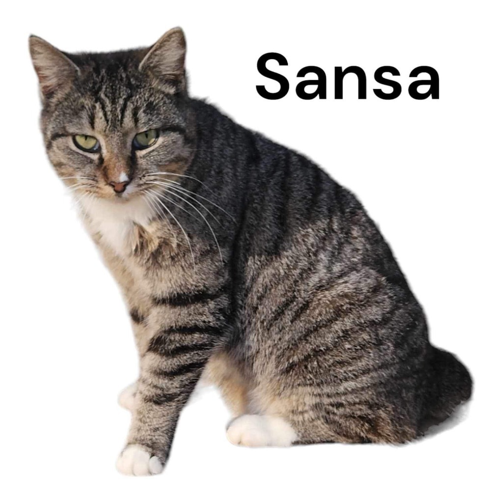 Sansa, an adoptable Manx in Nashville, GA, 31639 | Photo Image 1