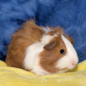 Classy is a sweet but shy guinea pig who is always looking out for his bonded buddy Areo He has
