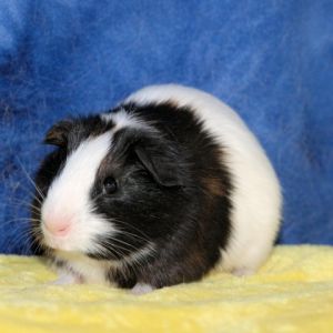 Areo is a sweet but shy guinea pig who loves playing with his bonded buddy Class