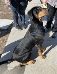 AJ, an adoptable Doberman Pinscher in Omaha, NE, 68114 | Photo Image 1
