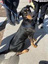 AJ, an adoptable Doberman Pinscher in Omaha, NE, 68114 | Photo Image 2
