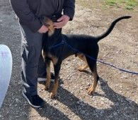 AJ, an adoptable Doberman Pinscher in Omaha, NE, 68114 | Photo Image 3