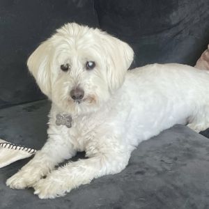 Meet Bruce the sweetest pup youll ever meet This adorable guy has had a tough past but hes come