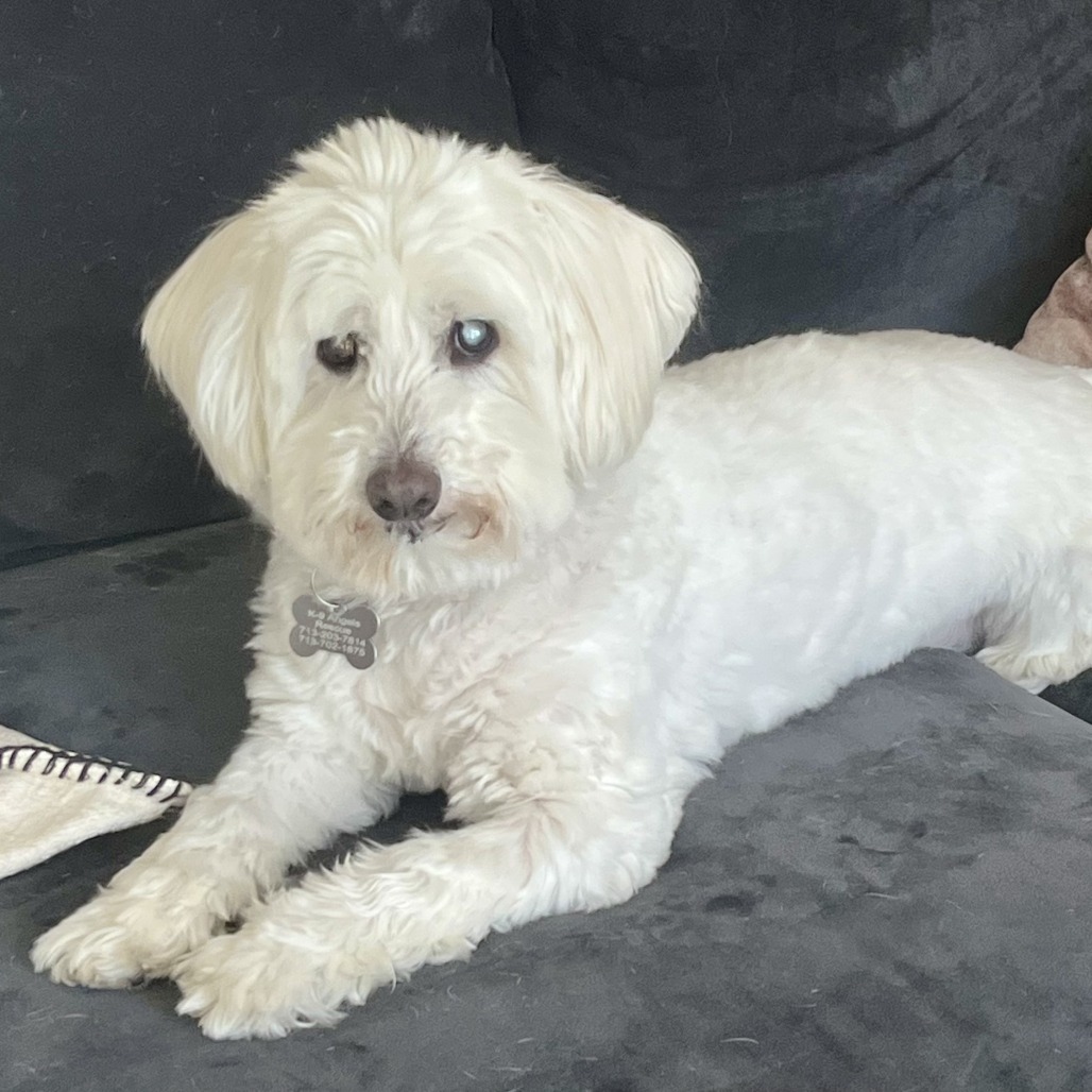 Bruce, an adoptable Schnauzer, Maltese in Houston, TX, 77008 | Photo Image 1