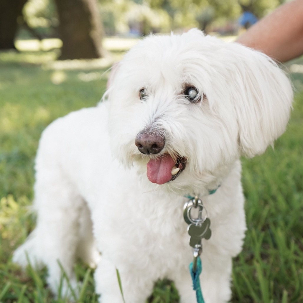Bruce, an adoptable Schnauzer, Maltese in Houston, TX, 77008 | Photo Image 1