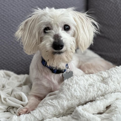 Bruce, an adoptable Schnauzer, Maltese in Houston, TX, 77008 | Photo Image 2