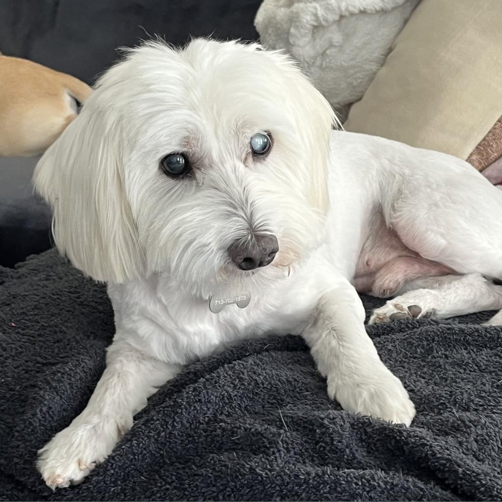 Bruce, an adoptable Schnauzer, Maltese in Houston, TX, 77008 | Photo Image 2