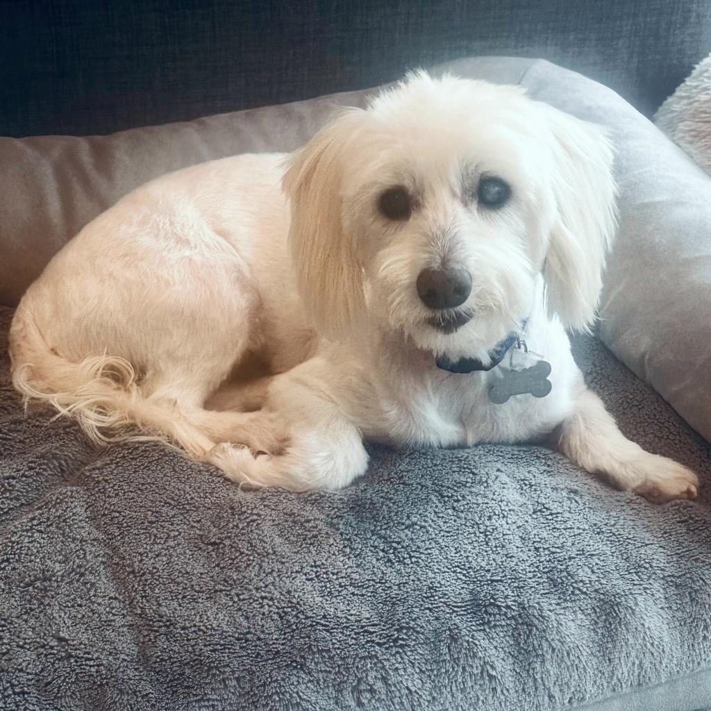 Bruce, an adoptable Schnauzer, Maltese in Houston, TX, 77008 | Photo Image 2