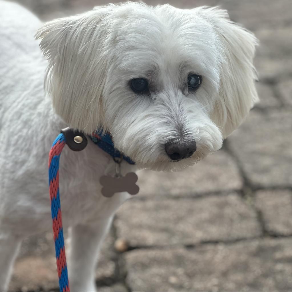 Bruce, an adoptable Schnauzer, Maltese in Houston, TX, 77008 | Photo Image 3