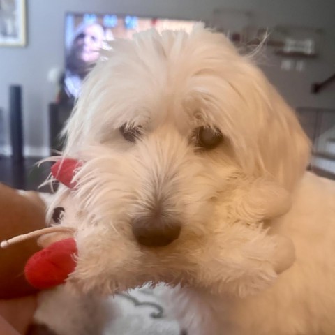 Bruce, an adoptable Schnauzer, Maltese in Houston, TX, 77008 | Photo Image 4