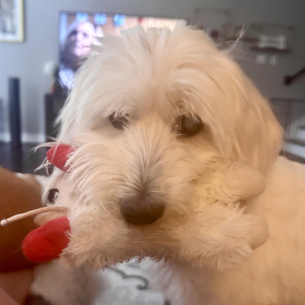 Bruce, an adoptable Schnauzer, Maltese in Houston, TX, 77008 | Photo Image 4