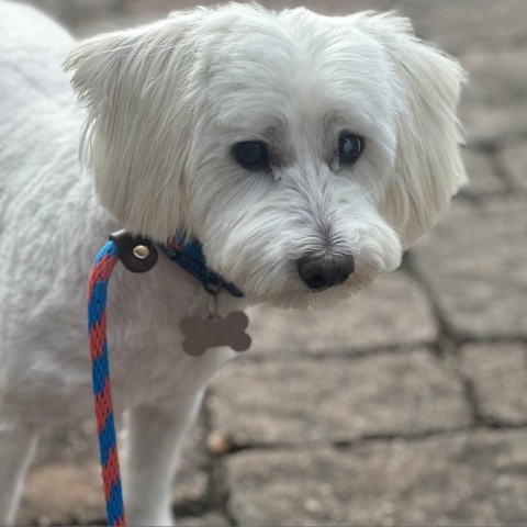 Bruce, an adoptable Schnauzer, Maltese in Houston, TX, 77008 | Photo Image 5