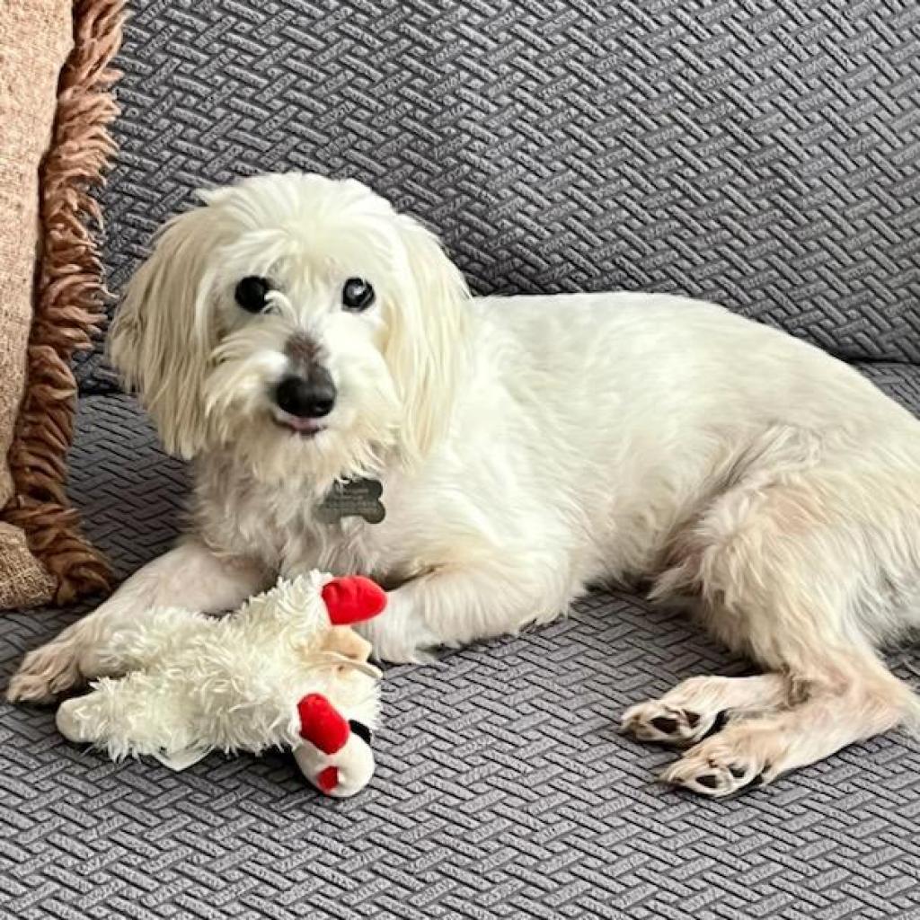 Bruce, an adoptable Schnauzer, Maltese in Houston, TX, 77008 | Photo Image 5